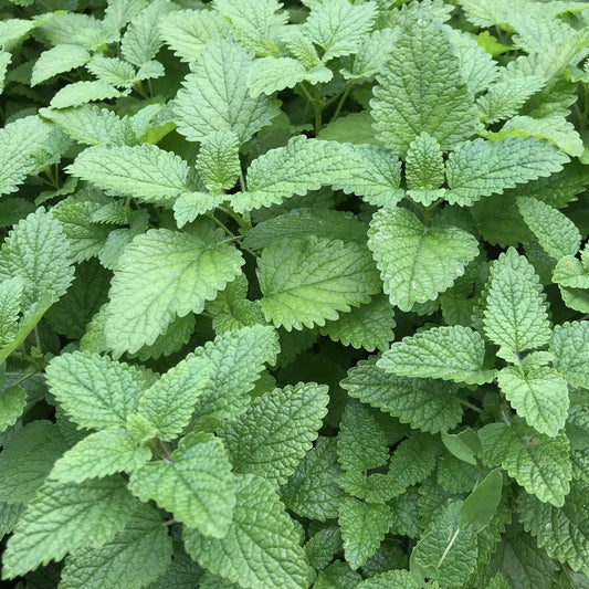 Campo Lemon Balm Herbal Tea