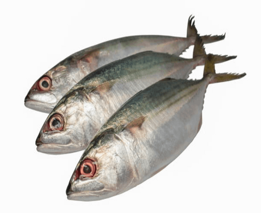 Mražená indická makrela – celá (1 kg)